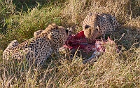 250614_G9ii_1031288