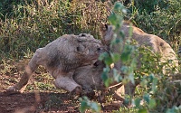 250615_G9ii_1031861