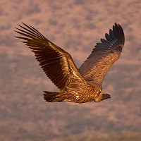 250617_G9ii_1042910