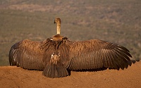 250617_G9ii_1043136