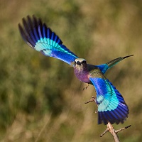250617_G9ii_1053692