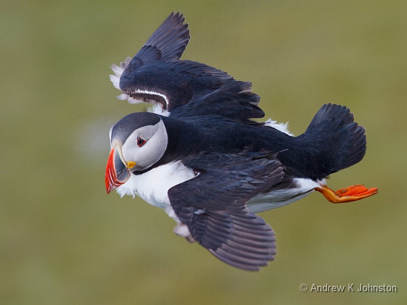 0811_7D_8521.jpg - Puffin in flight at Dyrholaey, Iceland