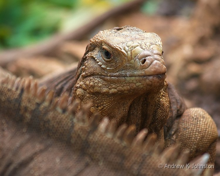 0410_40D_0237.jpg - Iguana at the Barbados Wildlife Park
