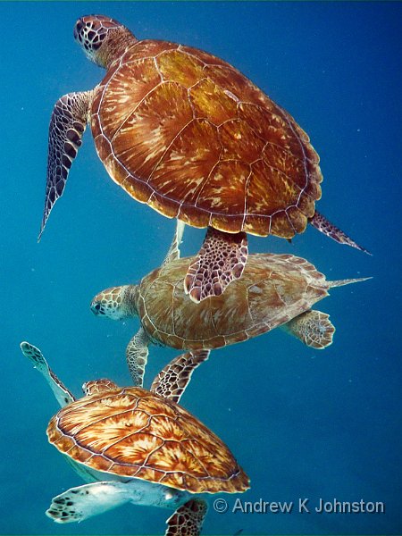 0410_G10_1068.jpg - Sea Turtles, Folkestone Marine Park, Barbados