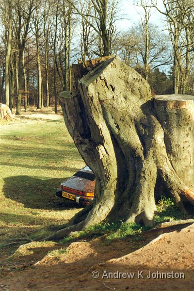 Helga.jpg - "Helga", my Porsche 911, behind a tree